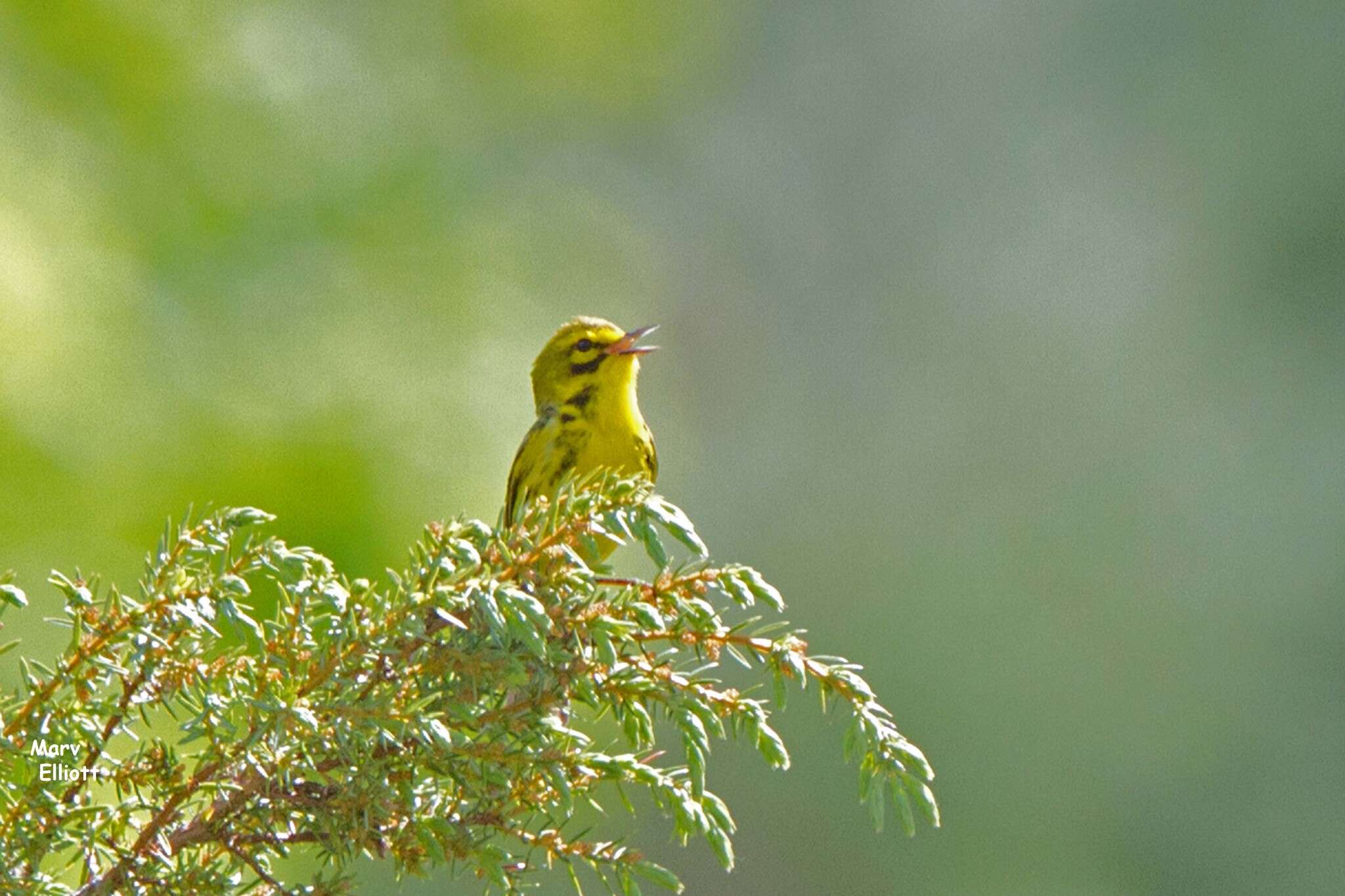 Image of Prairie Warbler