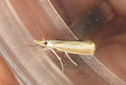 صورة Agriphila straminella