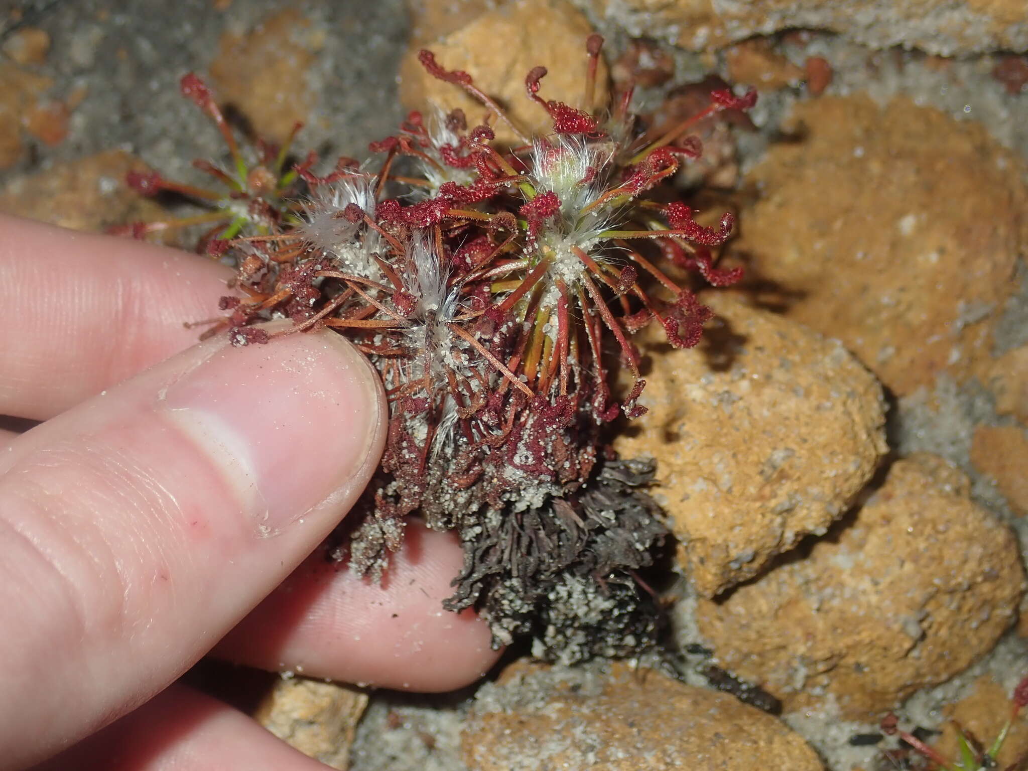 Image of Drosera barbigera Planch.