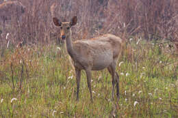 Rucervus duvaucelii ranjitsinhi (Groves 1982)的圖片