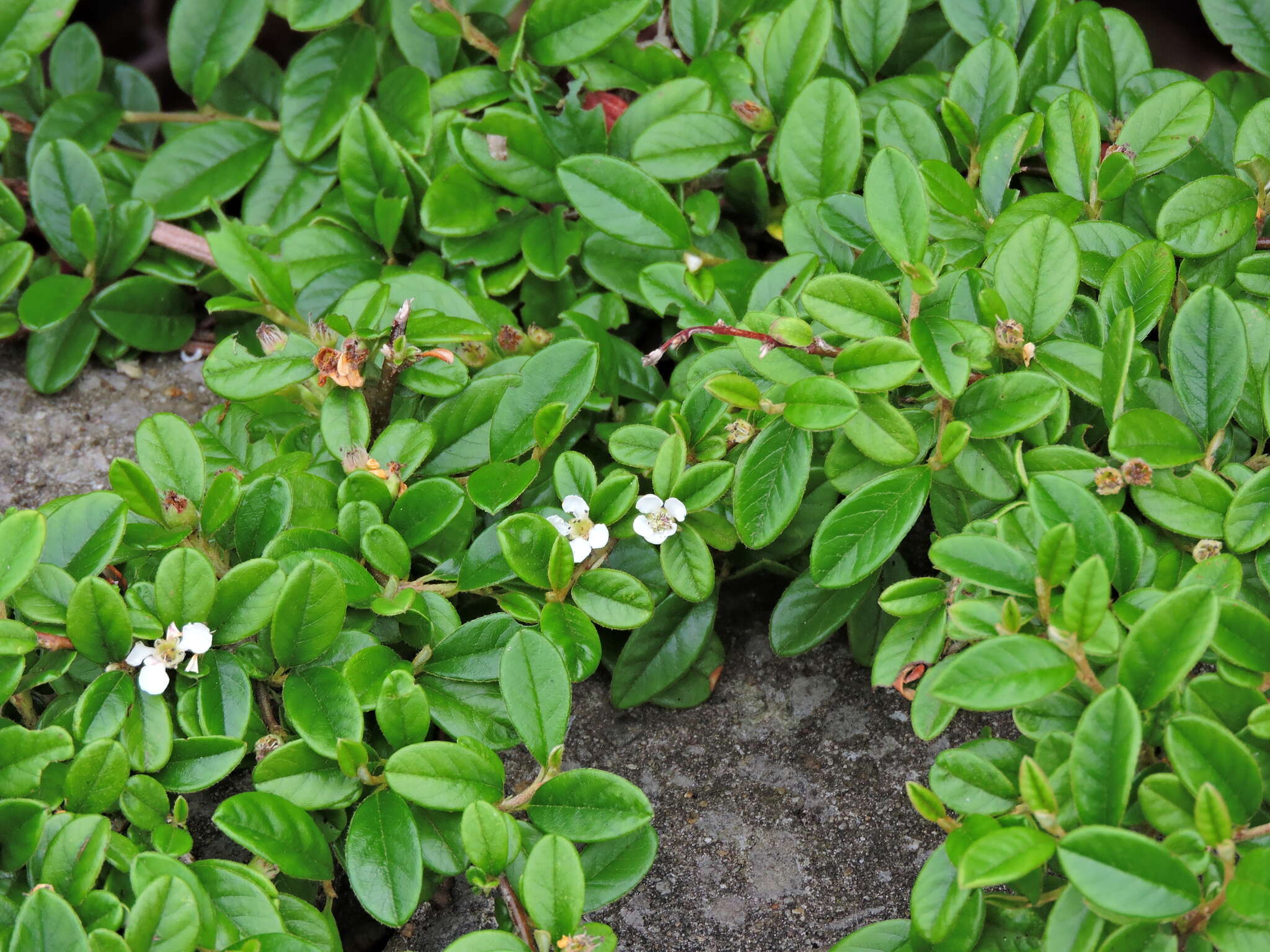 Imagem de Cotoneaster dammeri C. K. Schneid.