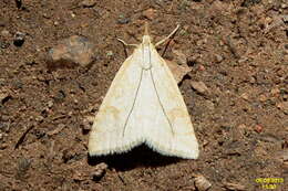 Image of Udea lutealis