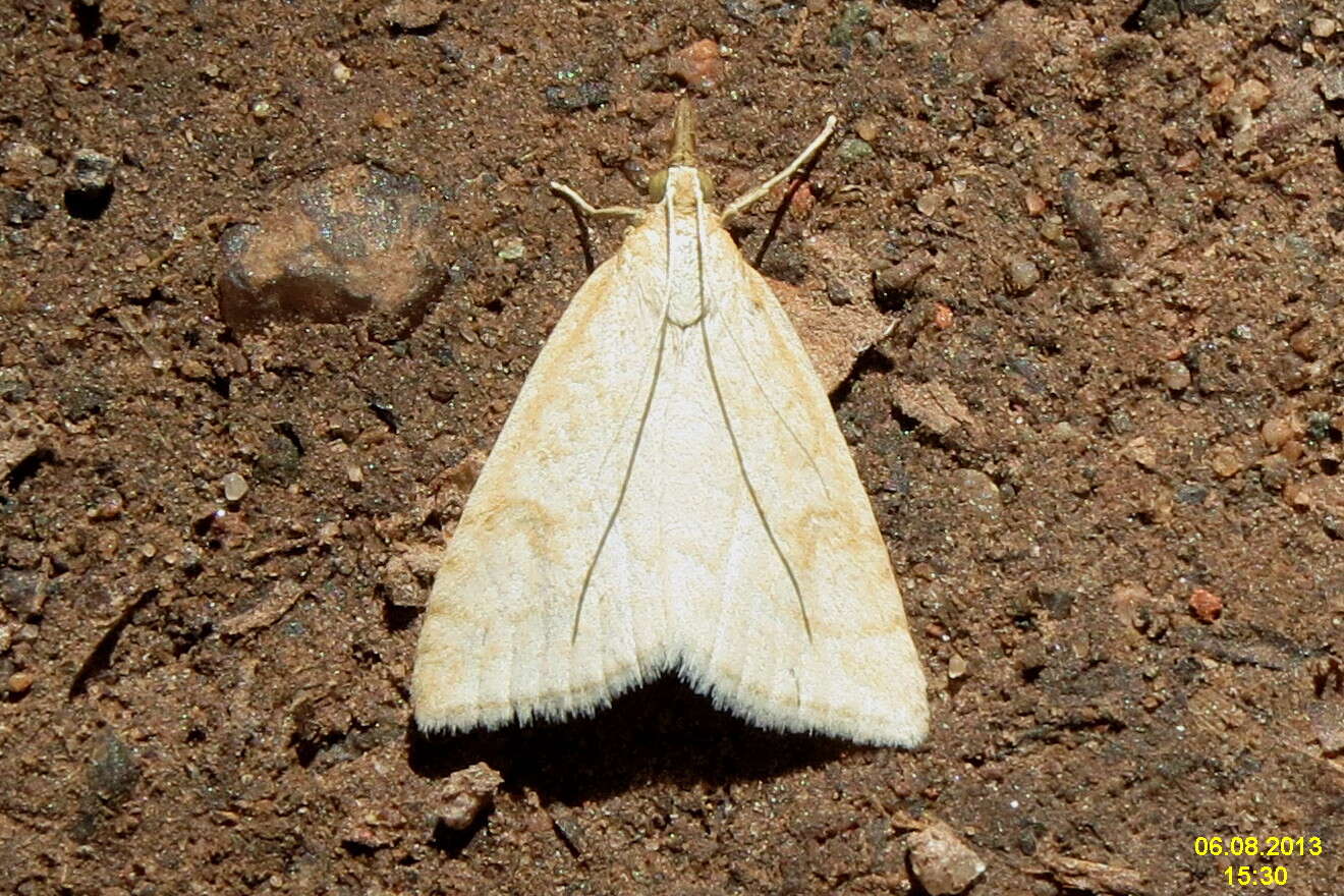 Image of Udea lutealis