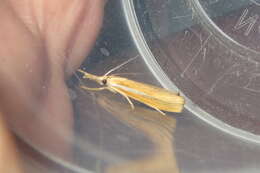 صورة Agriphila straminella