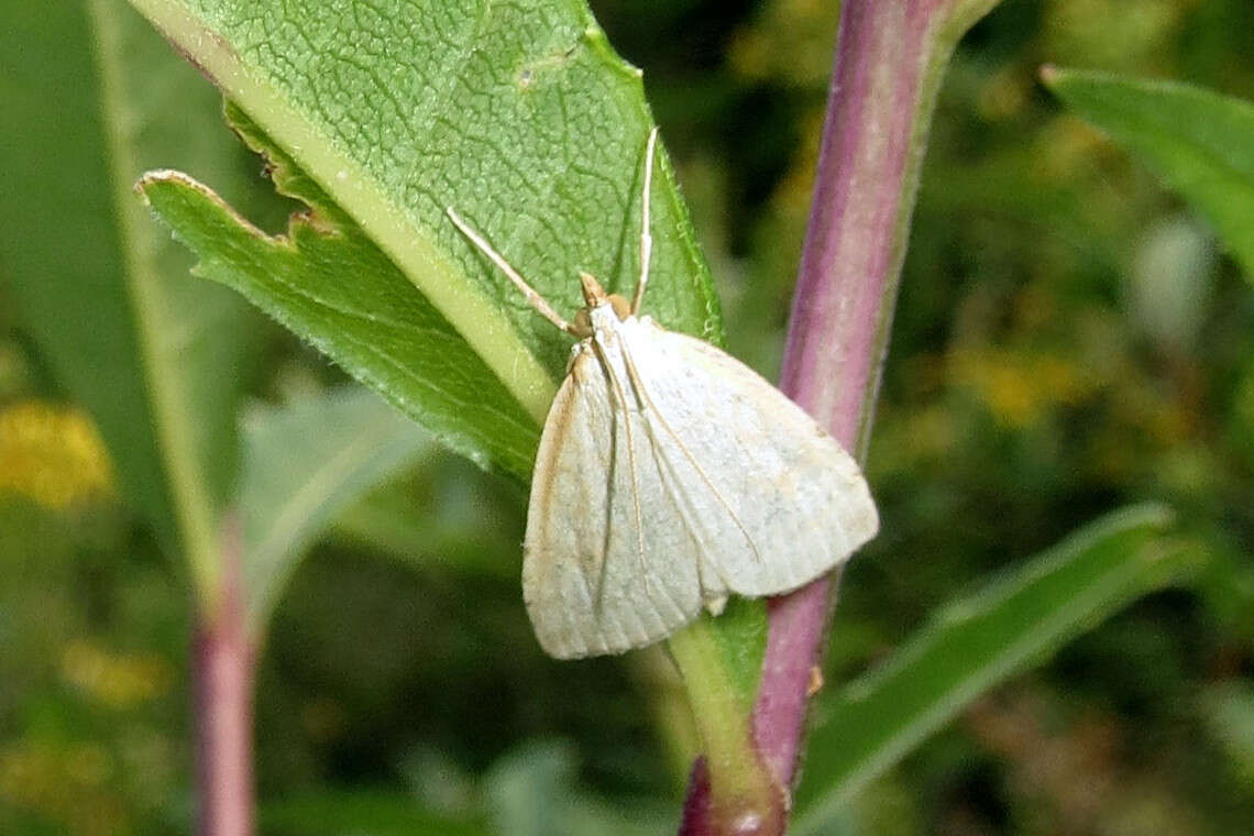 Image of Udea lutealis