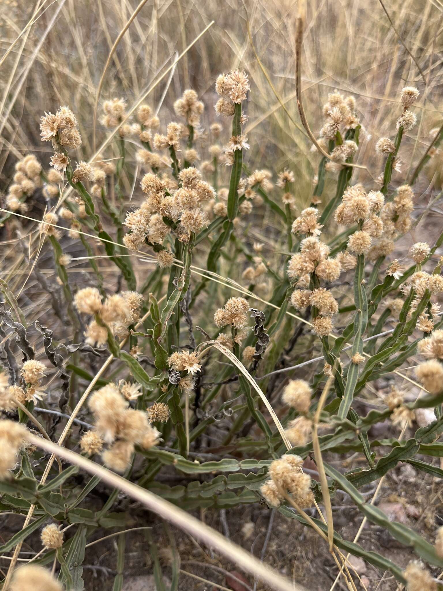 Plancia ëd Baccharis crispa Spreng.