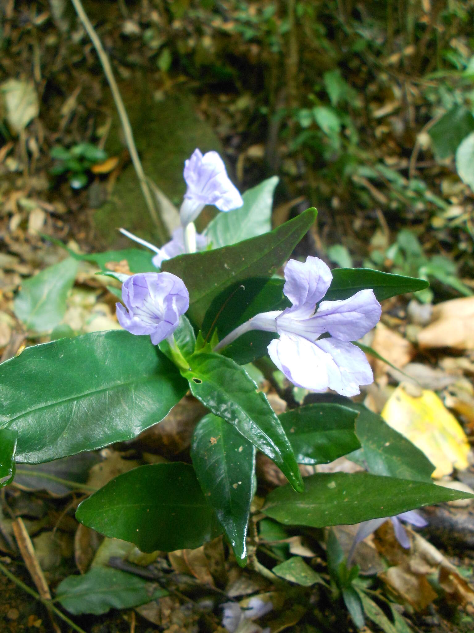 Plancia ëd Ruellia solitaria Vell.