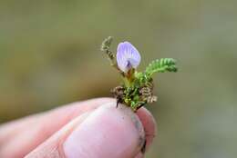 Image of Astragalus uniflorus (Dombey) DC.