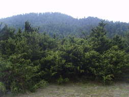 Слика од <i>Juniperus <i>monticola</i></i> f. monticola