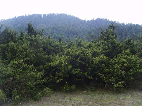 Image de <i>Juniperus <i>monticola</i></i> f. monticola