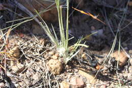 Sivun Lomandra leucocephala subsp. leucocephala kuva