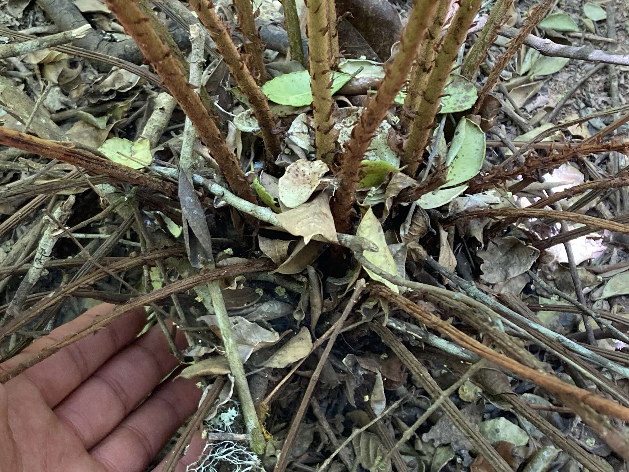 Imagem de Polystichum hartwegii (Kl.) Hieron.