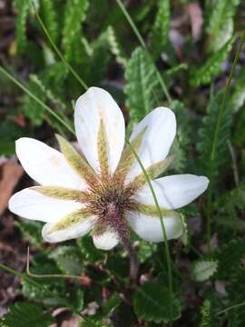 Imagem de Dryas octopetala L.