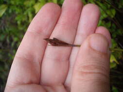 Image of Lepidosperma australe (A. Rich.) Hook. fil.