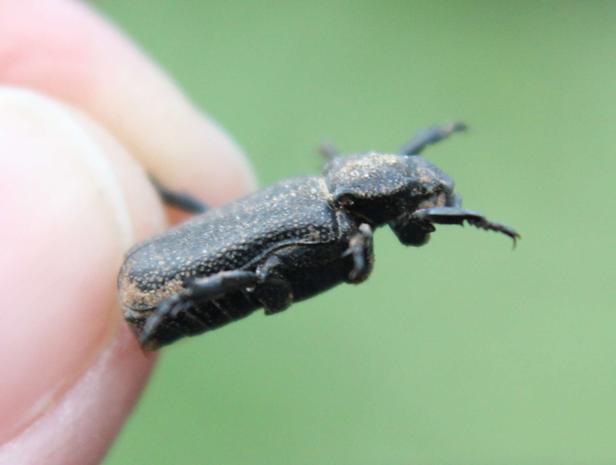 Image de Cremastocheilus (Macropodina) crinitus Le Conte 1874