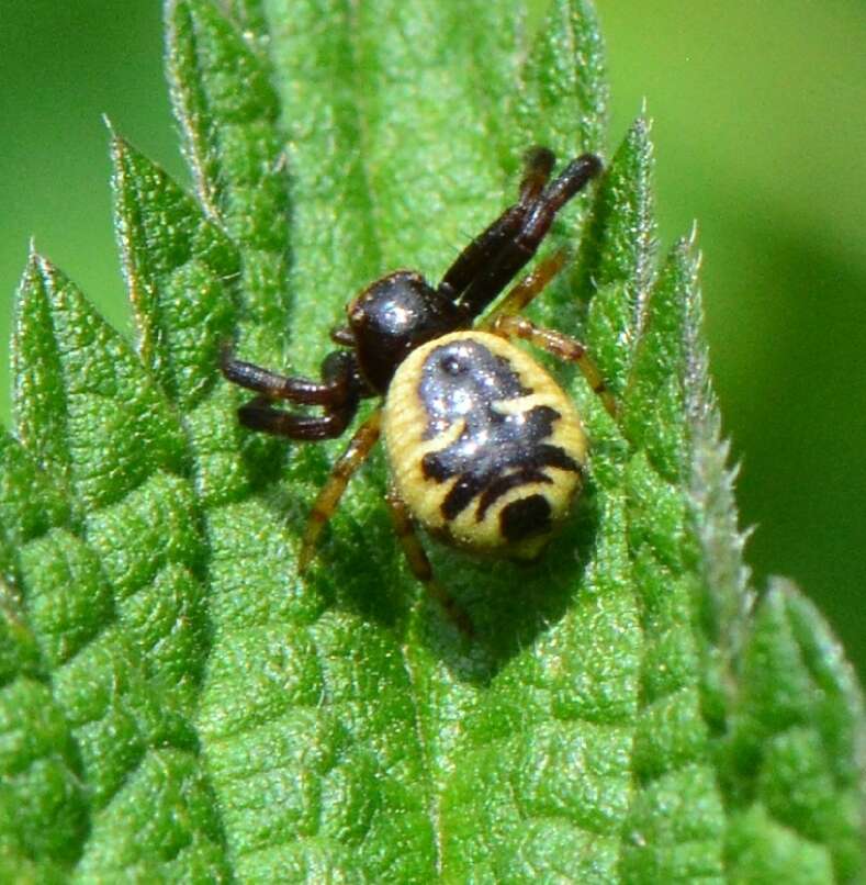 Image of Shiny crab-spider