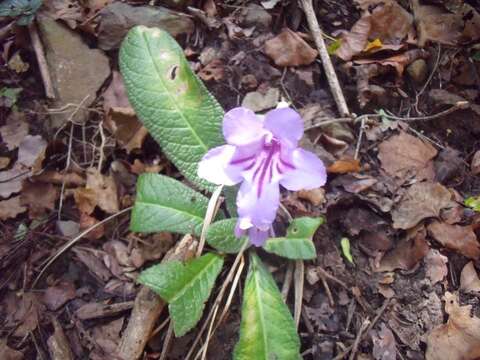 Streptocarpus primulifolius Gandoger resmi