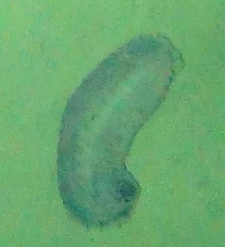 Image of disguised sea cucumber