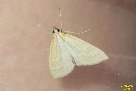 Image of Udea lutealis