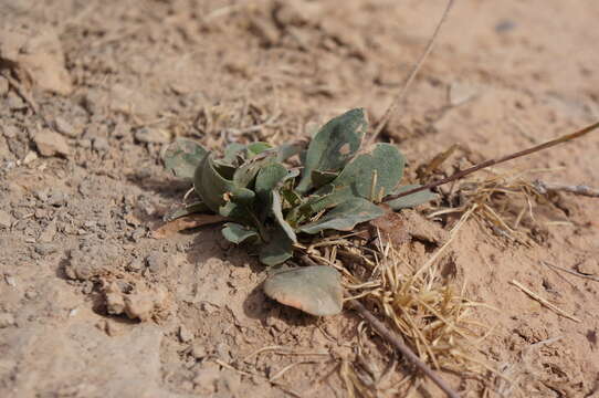 Plancia ëd Limonium delicatulum (Girard) O. Kuntze