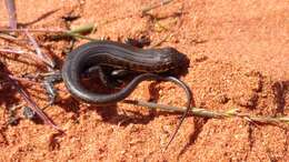 Image of Western three-striped skink