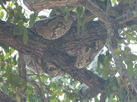 Image of Southern African Python