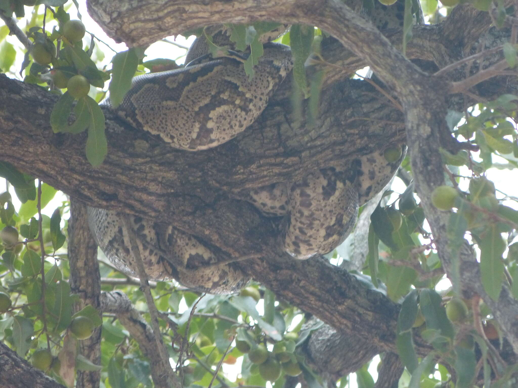 Image de Python natalensis A. Smith 1840