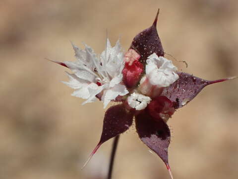 Image of threelobe oxytheca