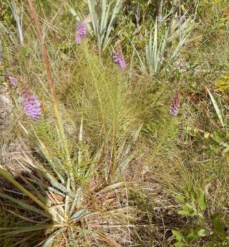 Image of blazing star