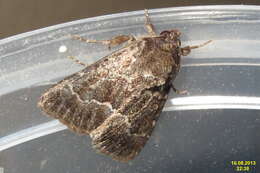 Image of straw underwing