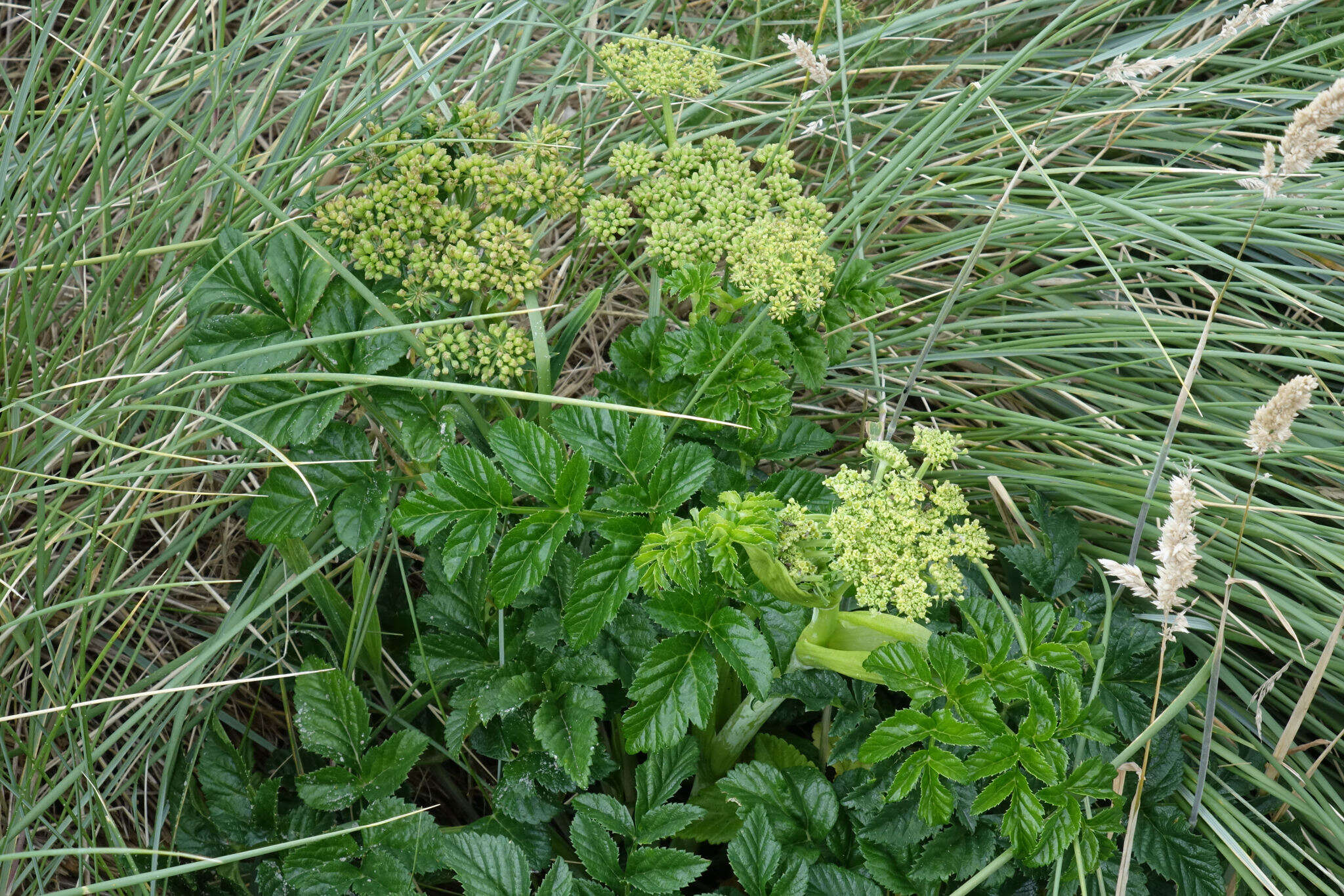 Image of Angelica pachycarpa Lange