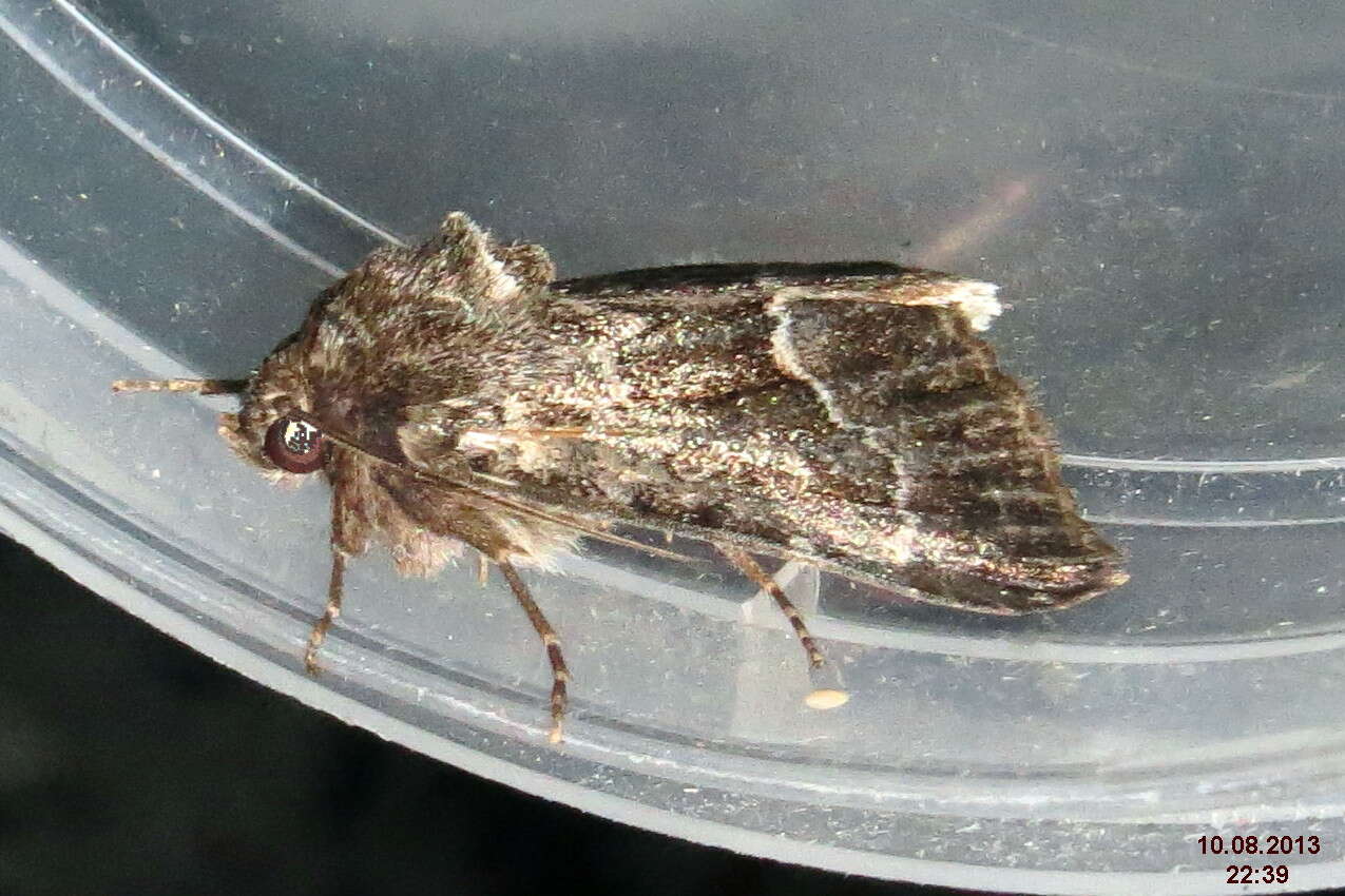 Image of straw underwing