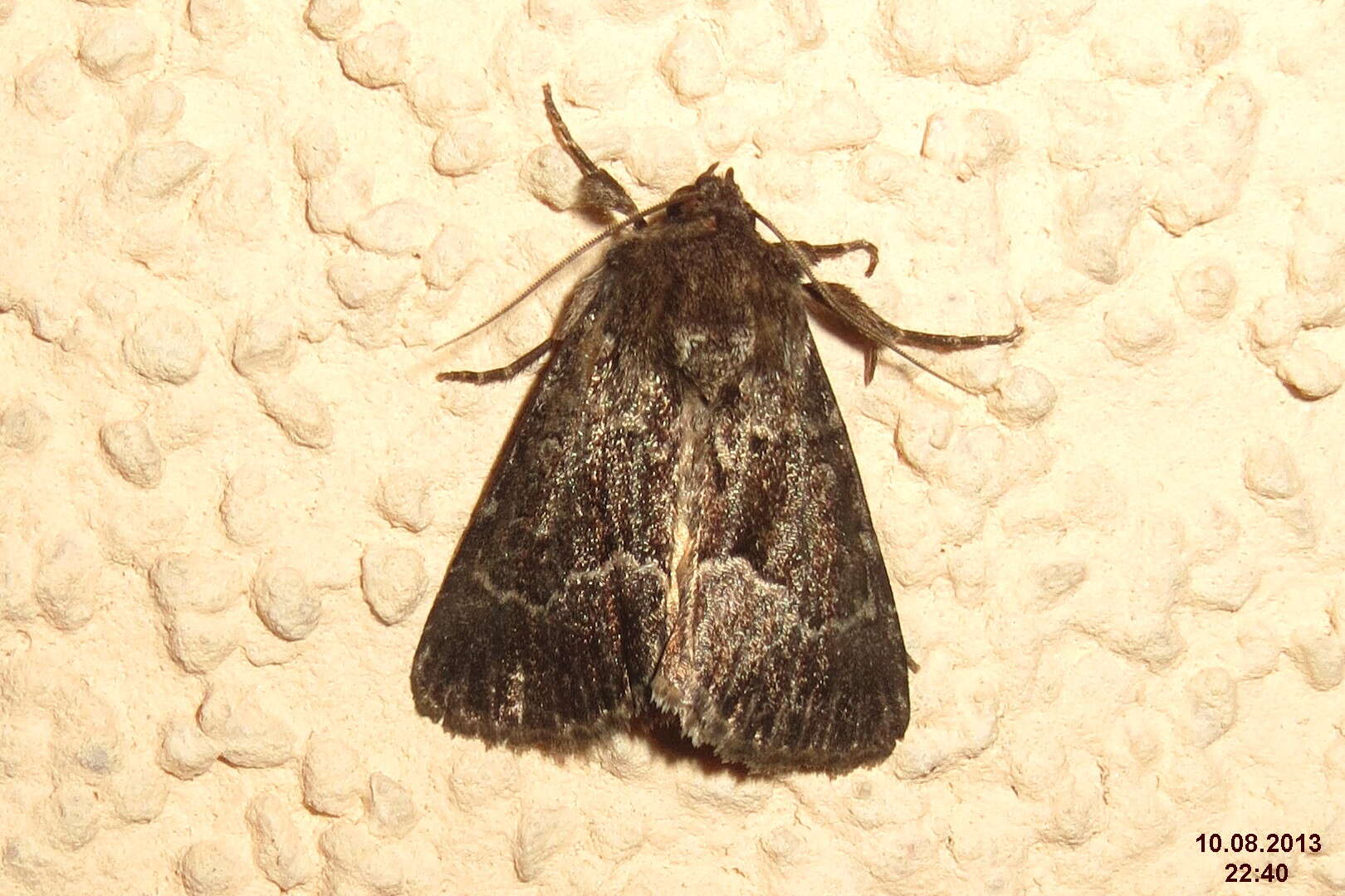 Image of straw underwing