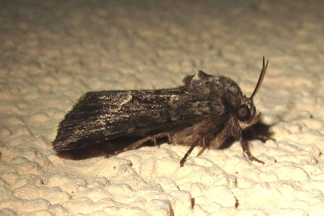 Image of straw underwing