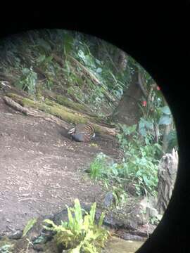 Image of Rufous-throated Hill Partridge