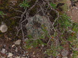 Image of Thelocactus hexaedrophorus (Lem.) Britton & Rose