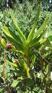 Image of Angraecum sororium Schltr.