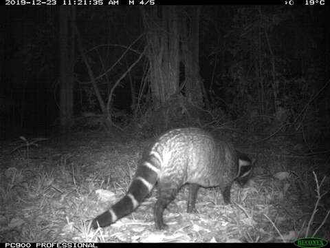 Image of large Indian civet