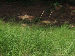 Imagem de Bothriochloa longipaniculata (Gould) Allred & Gould