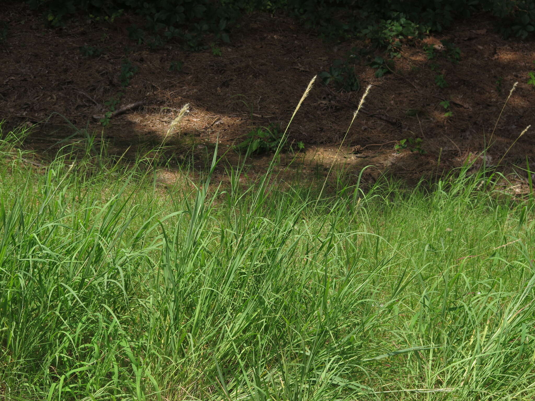 Imagem de Bothriochloa longipaniculata (Gould) Allred & Gould