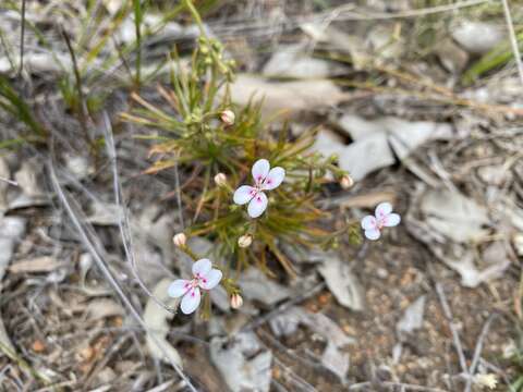 Image of Stylidium dichotomum DC.