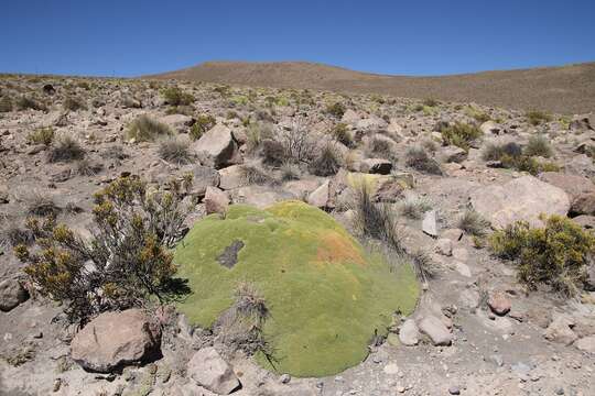 Yareta resmi