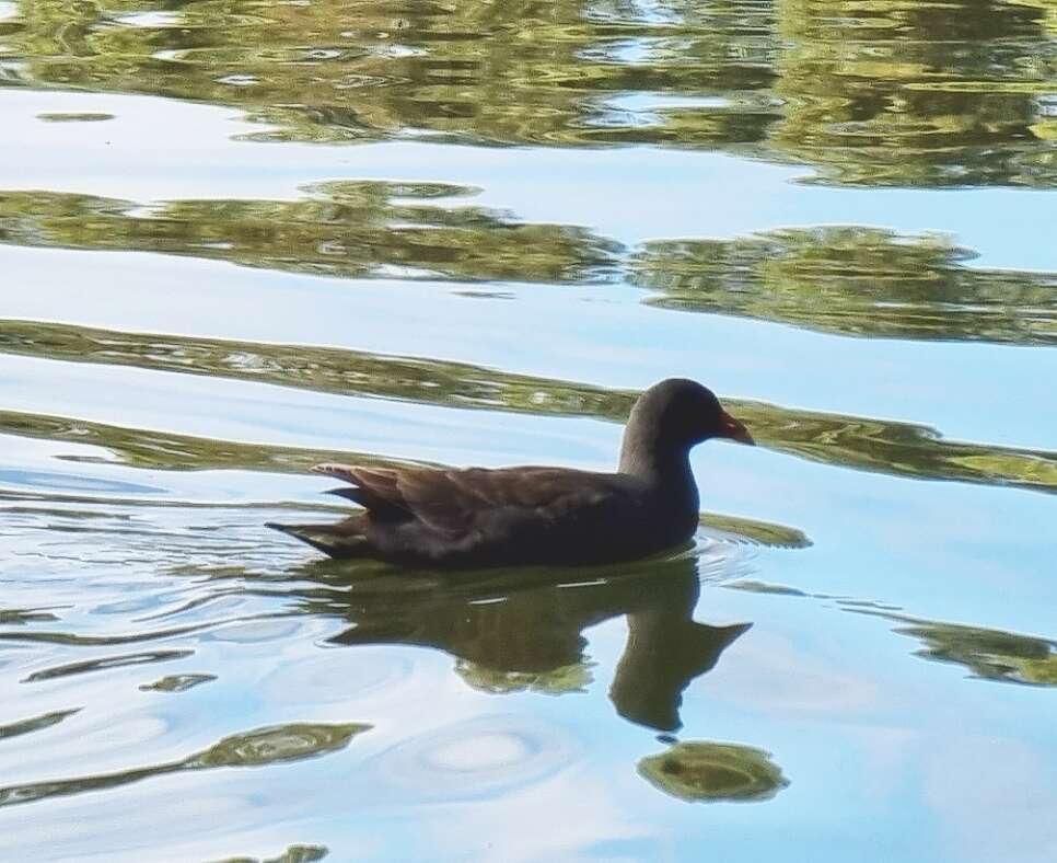 Gallinula tenebrosa tenebrosa Gould 1846 resmi