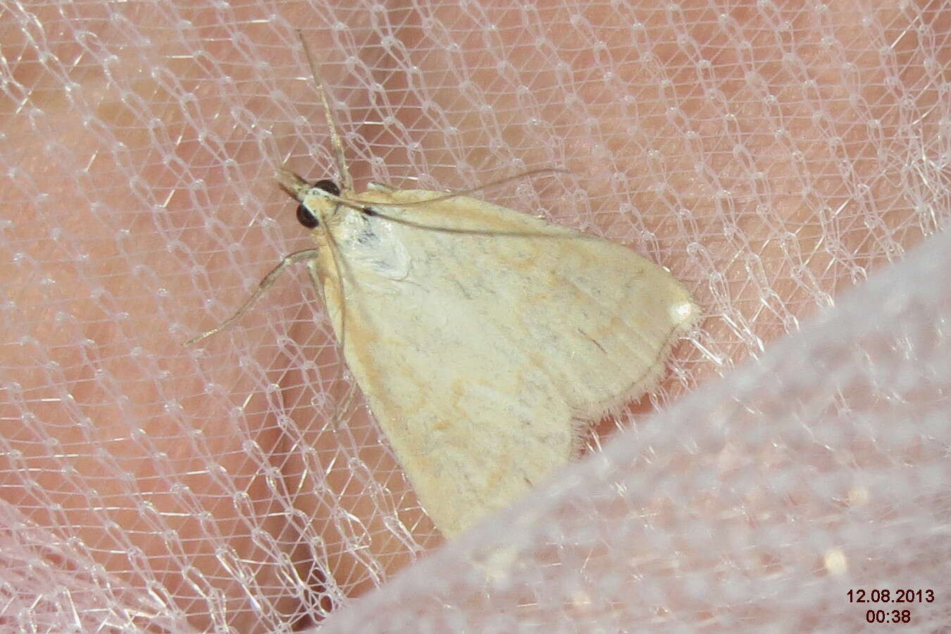 Image of Udea lutealis