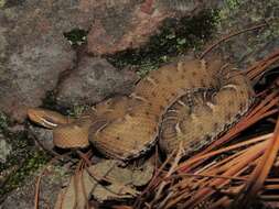 Image of Crotalus willardi silus Klauber 1949