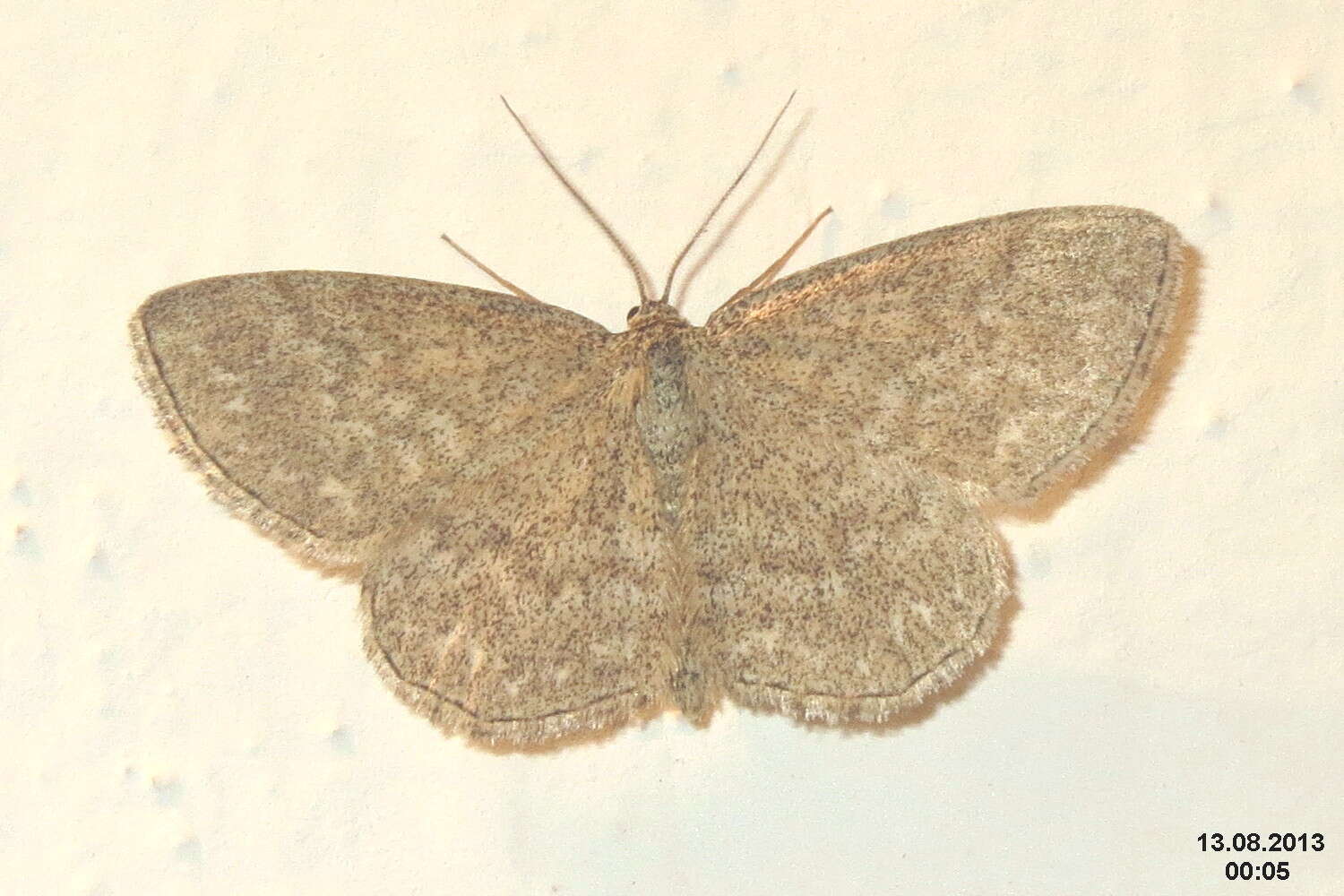 Scopula immorata Linnaeus 1758 resmi