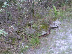 صورة Bothrops jararacussu Lacerda 1884