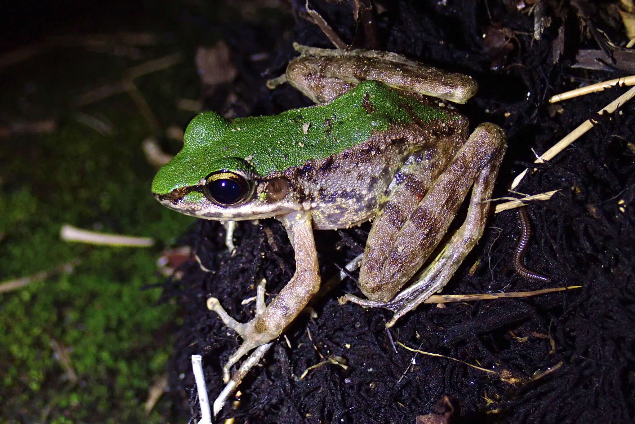 Image of Bangkimtsing Frog