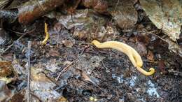 Clavulinopsis appalachiensis (Coker) Corner 1950 resmi