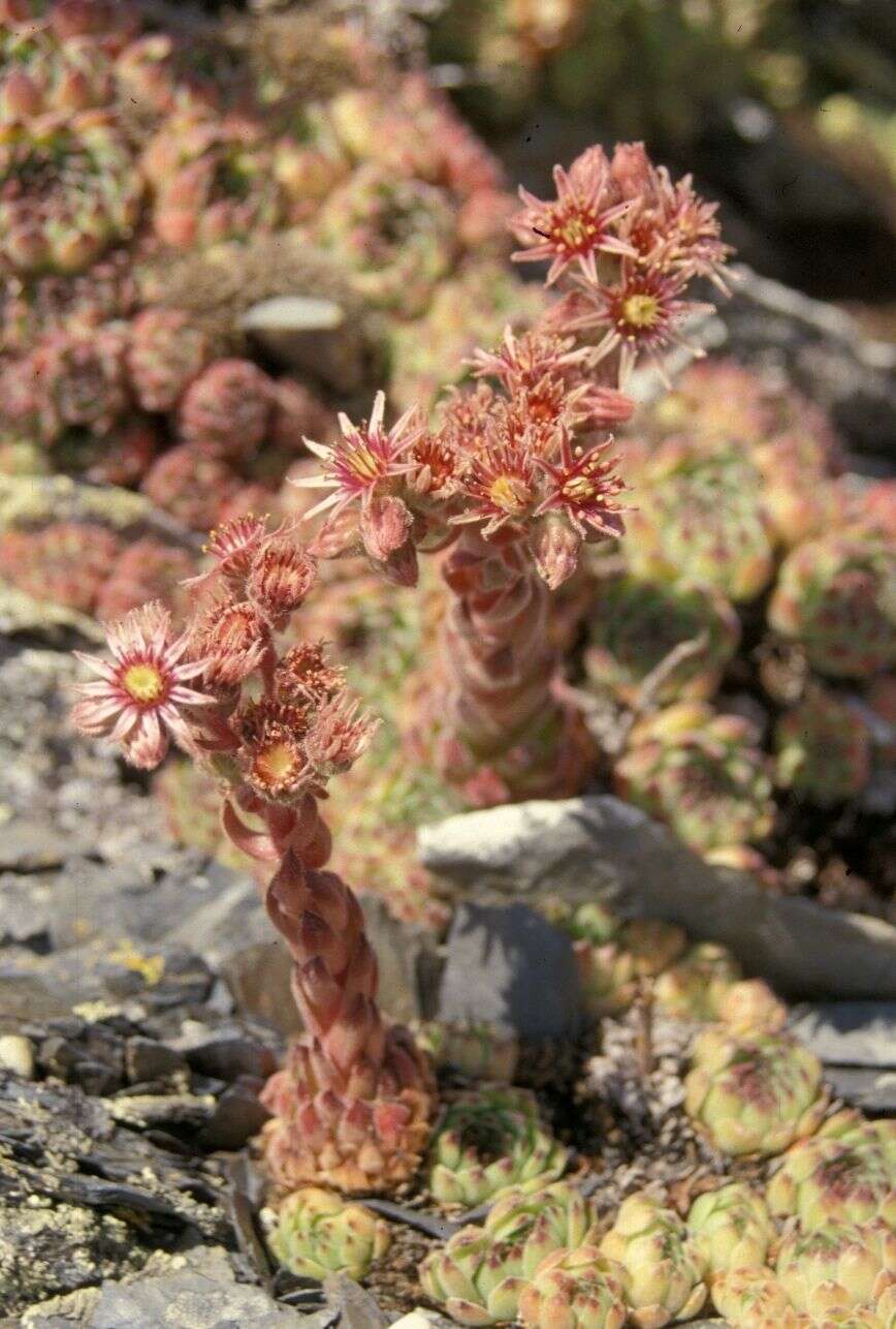 Image of Sempervivum vicentei Pau